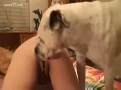 A big dog weenie for the amusement of a slack-jawed beast sex enthusiast